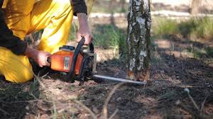 Best Tree Maintenance Programs  in Woodward, OK