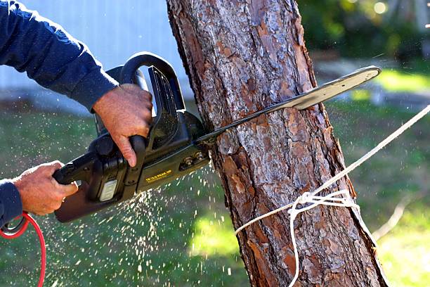 Best Stump Grinding and Removal  in Woodward, OK