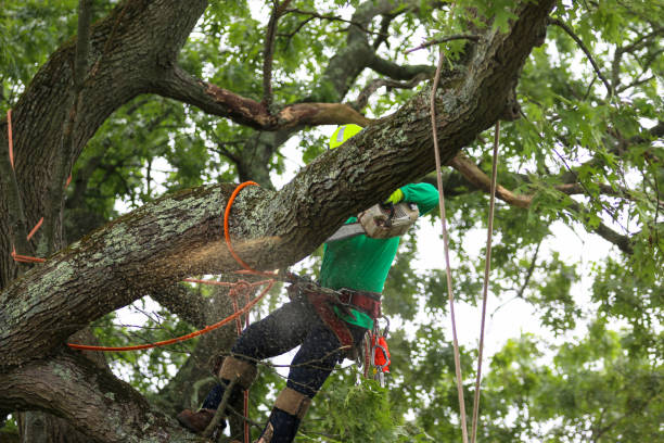 Best Tree Risk Assessment  in Woodward, OK