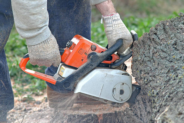 Best Tree Removal  in Woodward, OK