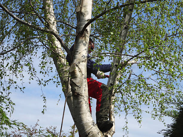 Best Root Management and Removal  in Woodward, OK